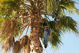 Tree Trimming Service - Request Quote