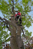 Tree Trimming Service - Request Quote